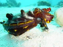 Philippines Scuba Diving Holiday. Malapascua Dive Centre. Cuttlefish.